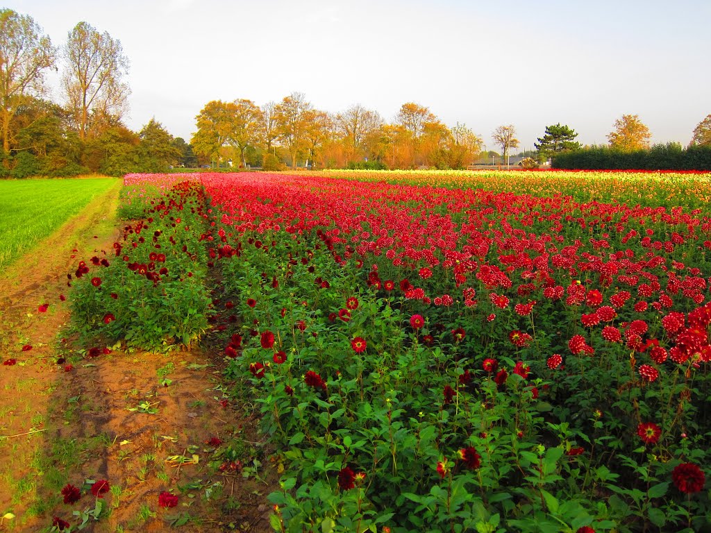 Santpoort, Dahlia veld