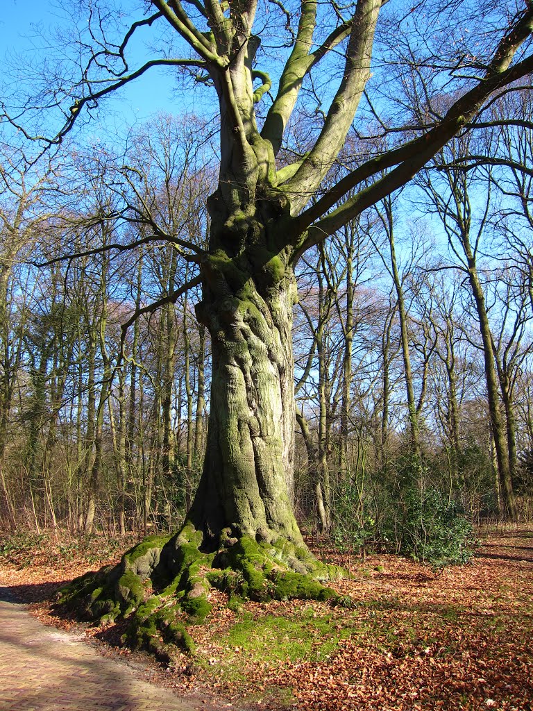 BEUK , BEECH-TREE