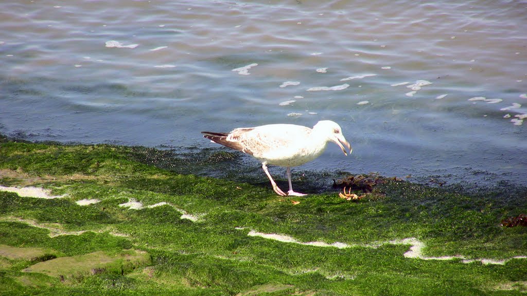 Gull with crab