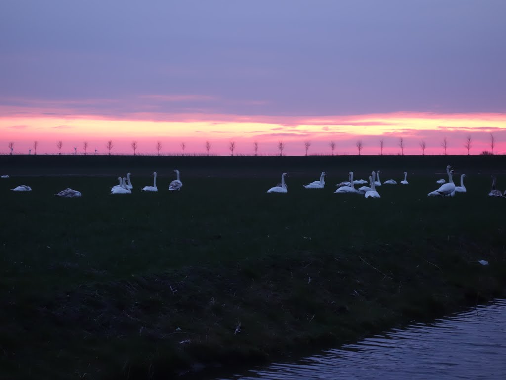 Swans @ Noordbeemster, The Netherlands