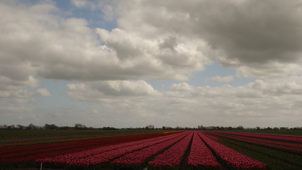 Jisperweg @ Noordbeemster