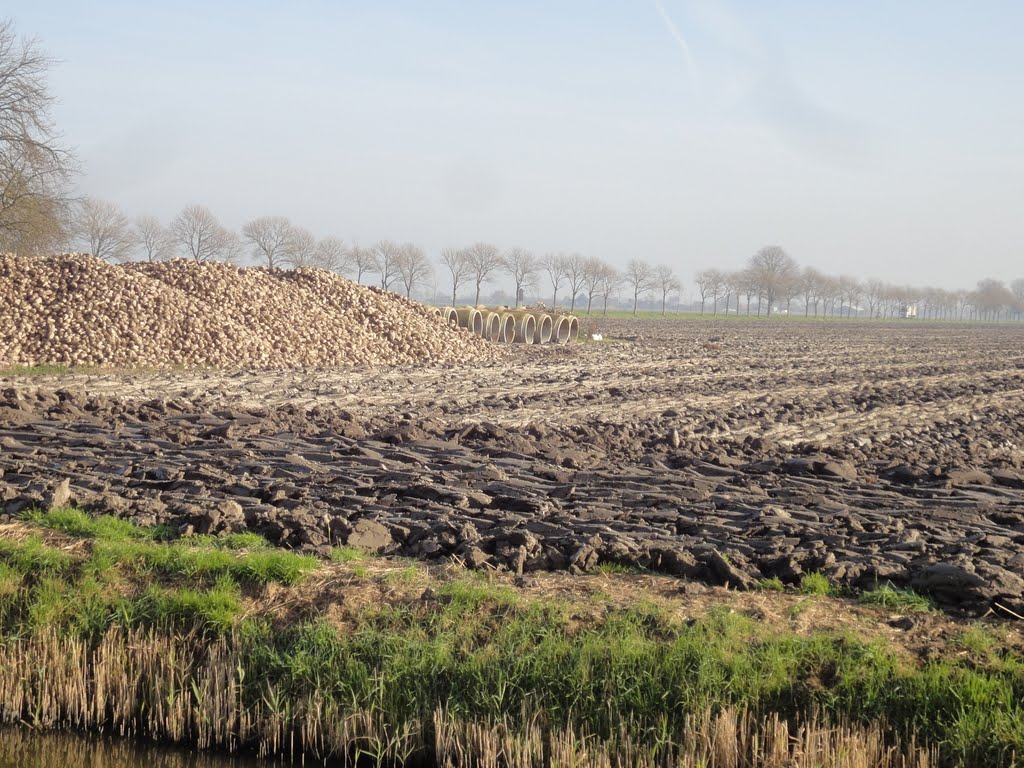 Suikerbieten