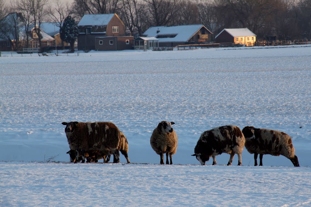 winter landscape Noordbeemster. Netherlands