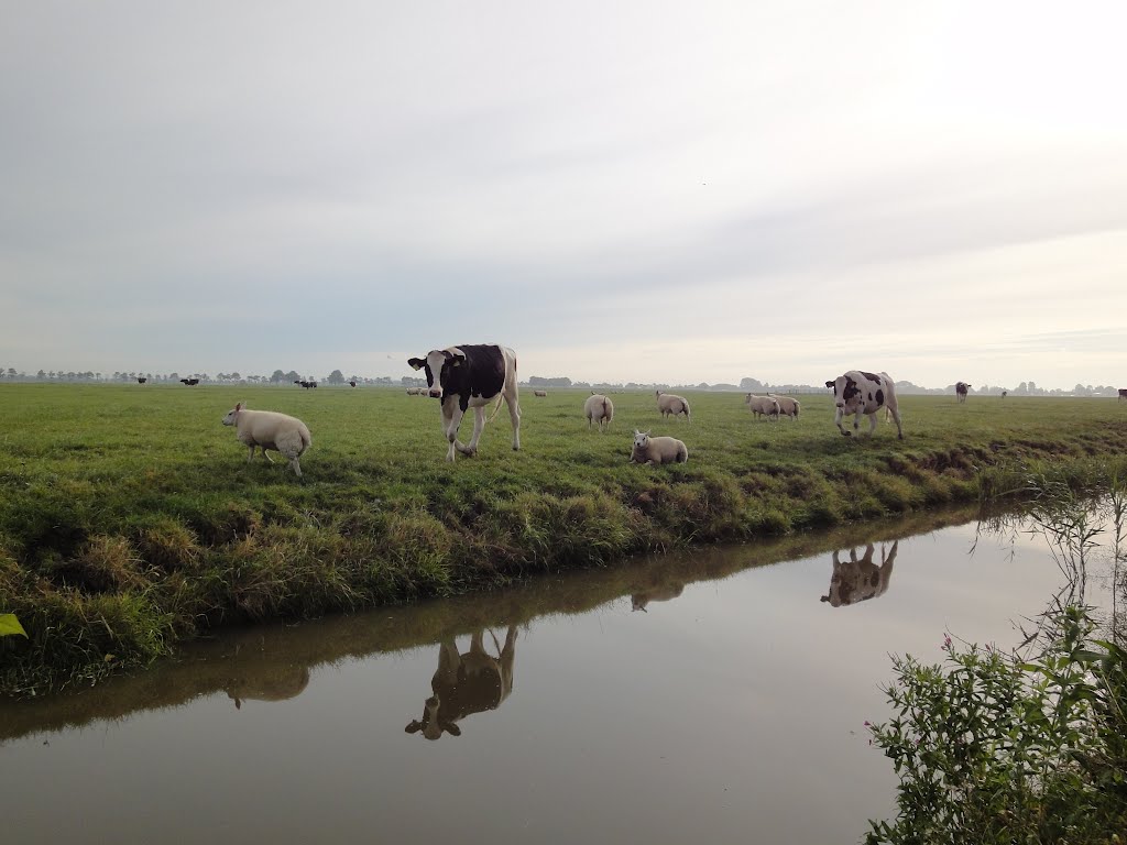 Next generation Beemster cheese @ Noordbeemster