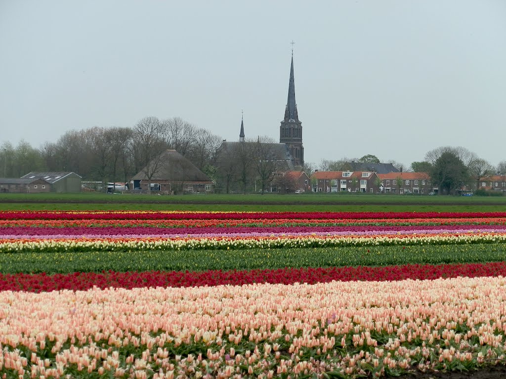 tulips field, Westbeemster, Netherlands