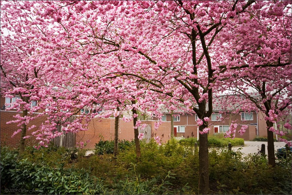Japanese Cherry #4 - Prunus serrulata (Japanse sierkers) Burgemeester Moonsstraat, Ganzewinkel, Helmond
