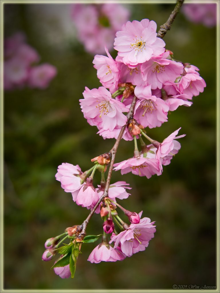Japanese Cherry #1 - Prunus serrulata (Japanse sierkers) Burgemeester Moonsstraat, Ganzewinkel, Helmond