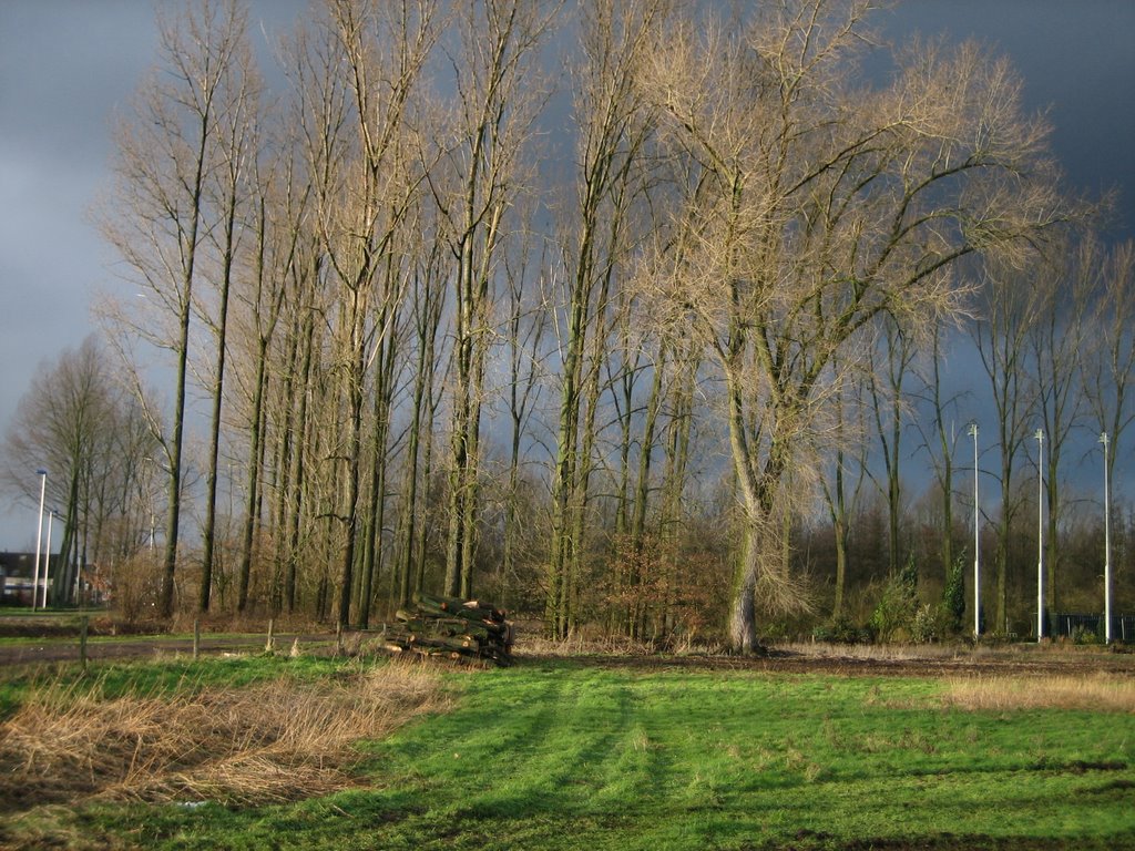 After the rain, Trees, Heeklaan, Mierlo-hout, Helmond
