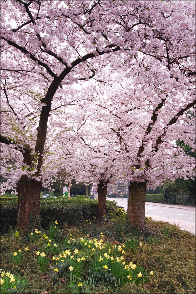 Blossom and Daffodils (bloesem en Narcissen), Helmond
