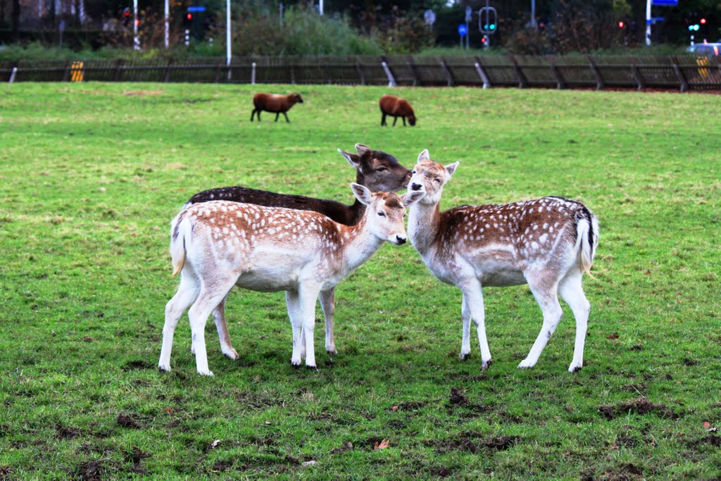 Ménage à trois