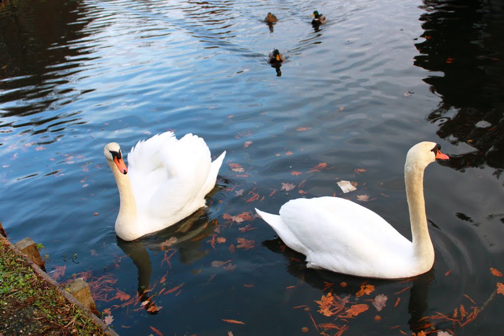 Swans and ducks