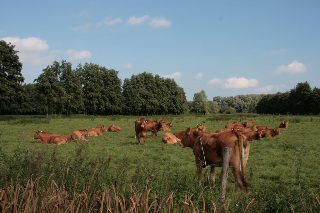 Limoges Koeien