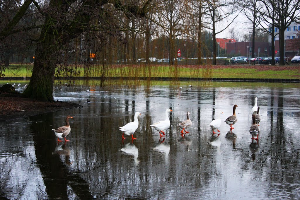 Frozen pond