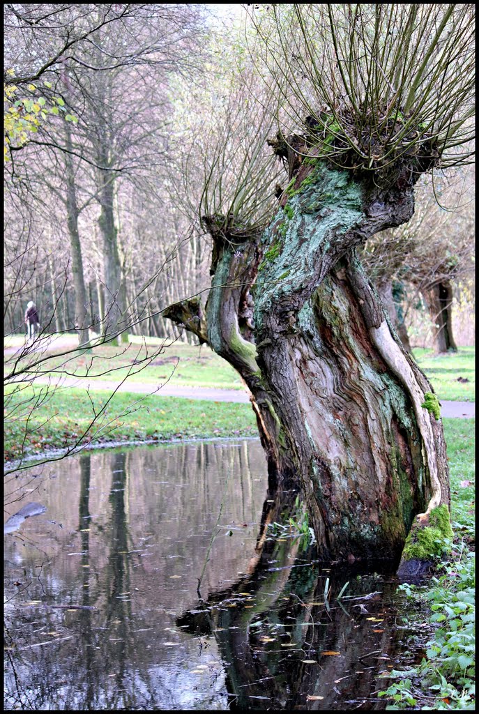 Old willow, old fellow