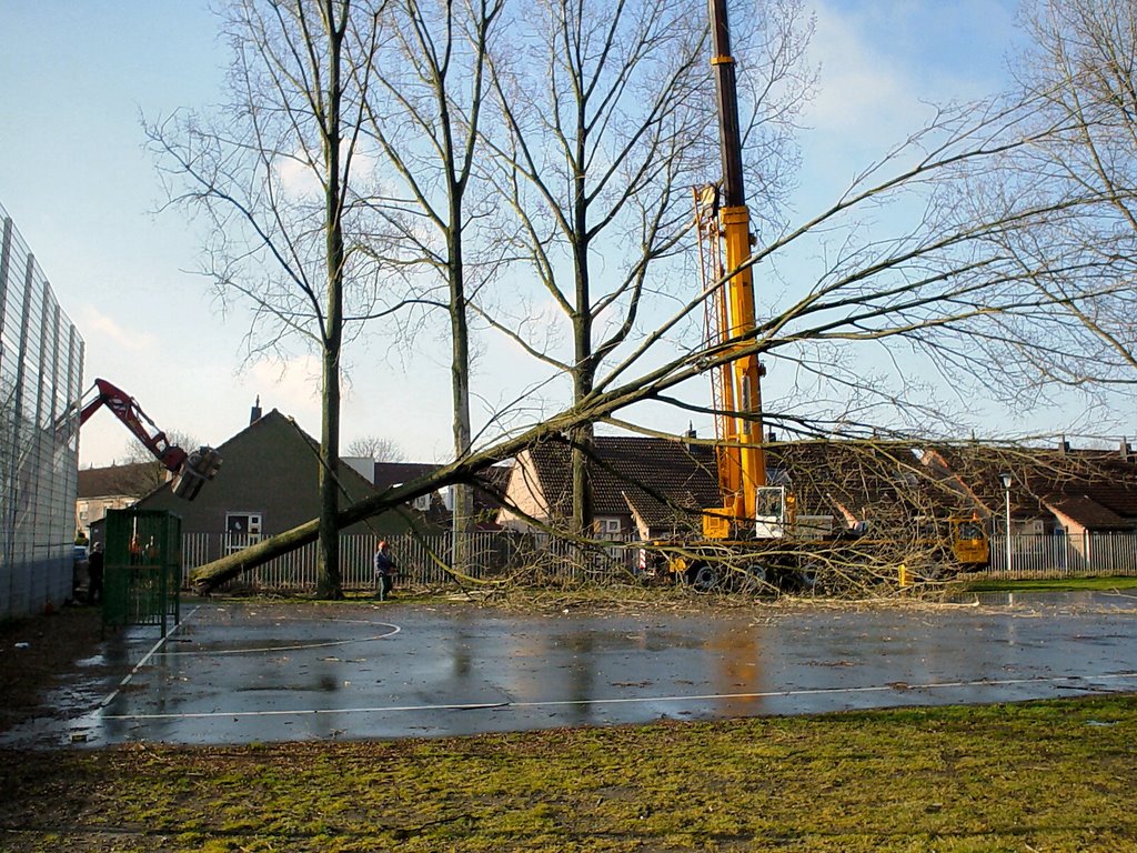Rooien van kanniedassen, De Renne, Helmond. Neerleggen van de kanniedas.