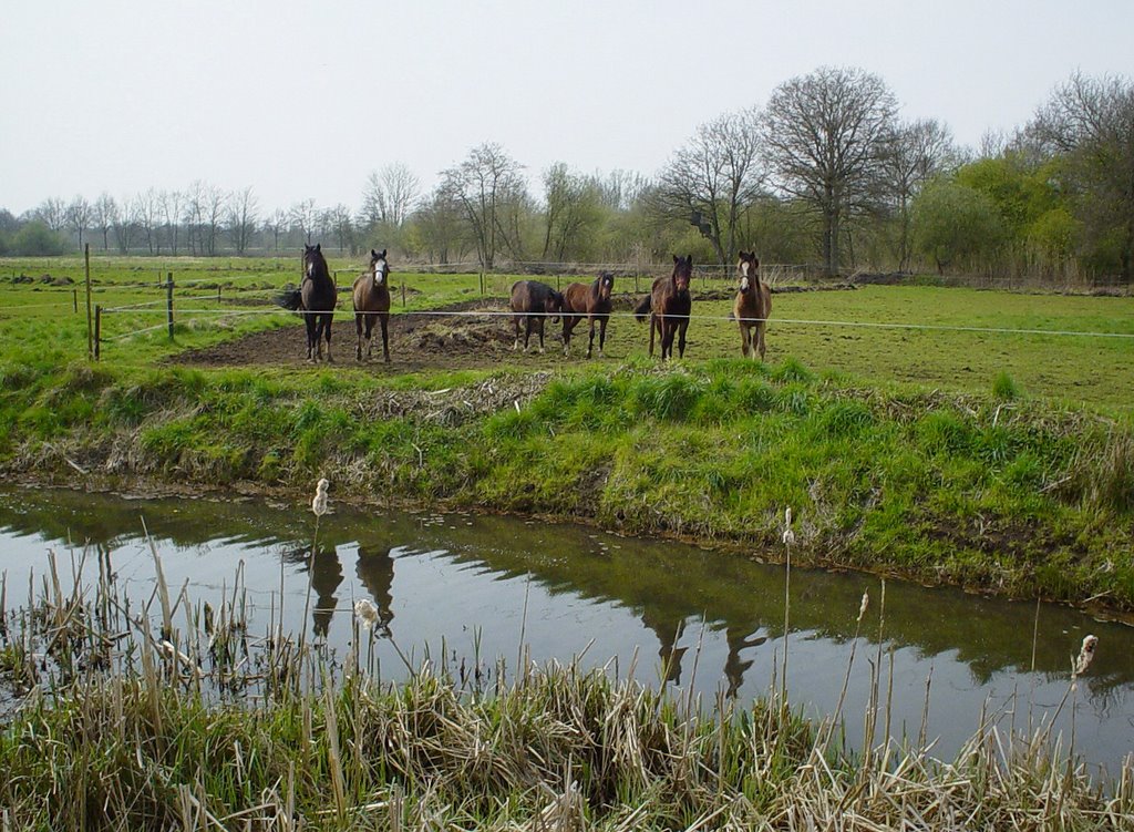 Paarden in wei bij Gulden Aa, De Bundertjes, Helmond