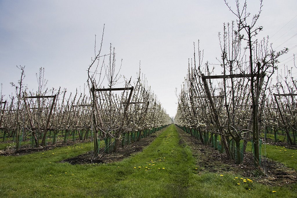 Orchard, Mierlo-Hout