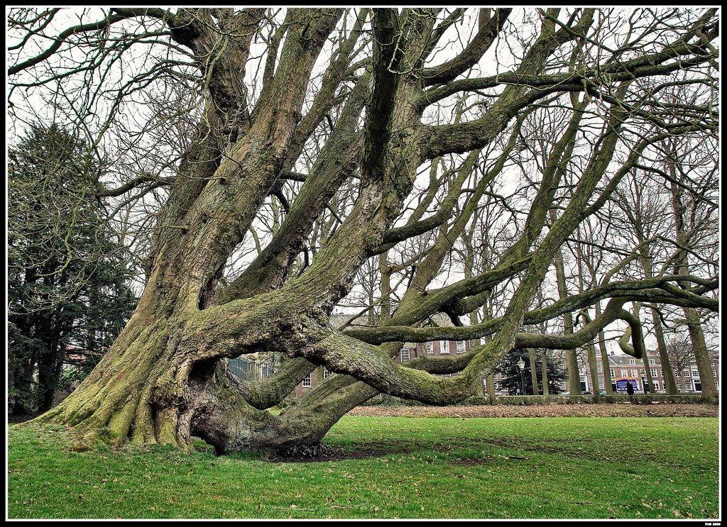 Witte paardekastanje (Aesculus hippocaustanum)