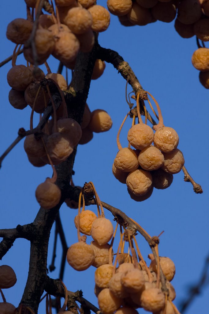 Ginkgo biloba (Seeds)