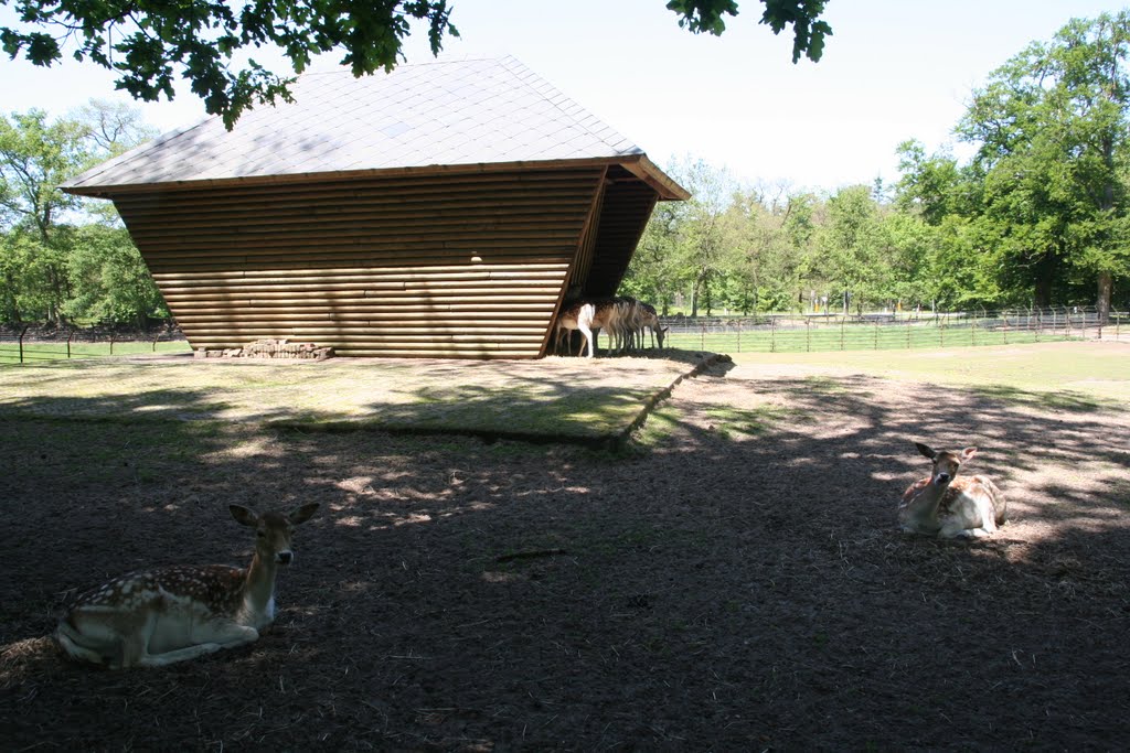 Deer around their barn at deercamp, Zeist.