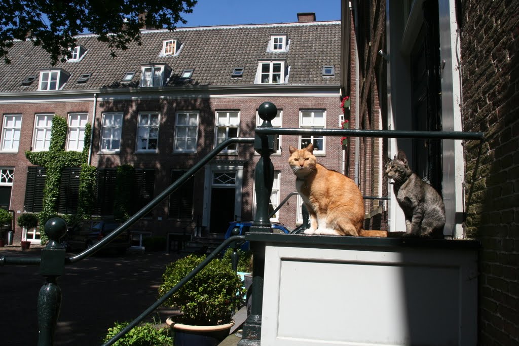 Cat couple; Broederplein in Zeist.