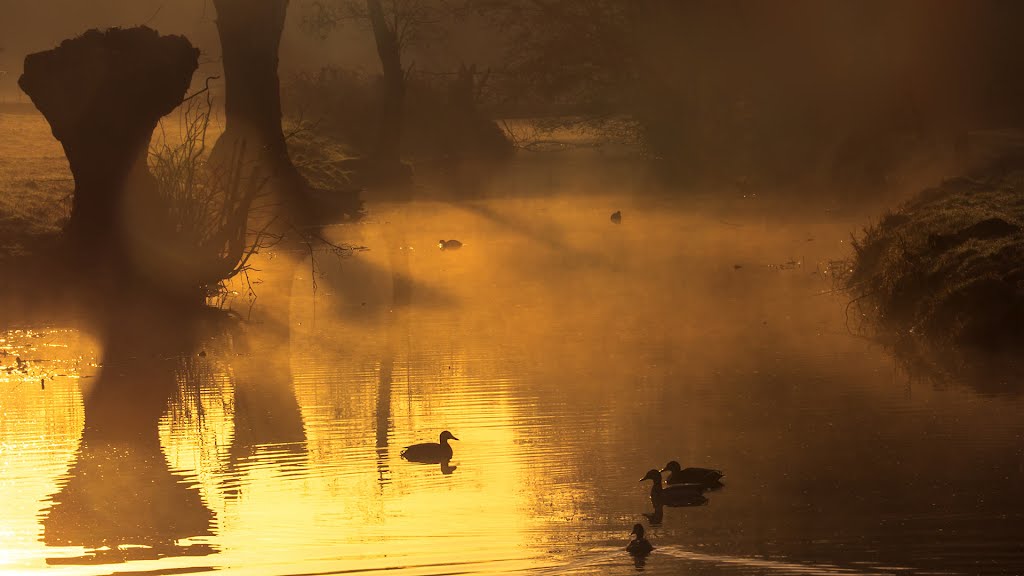 Morning Gold