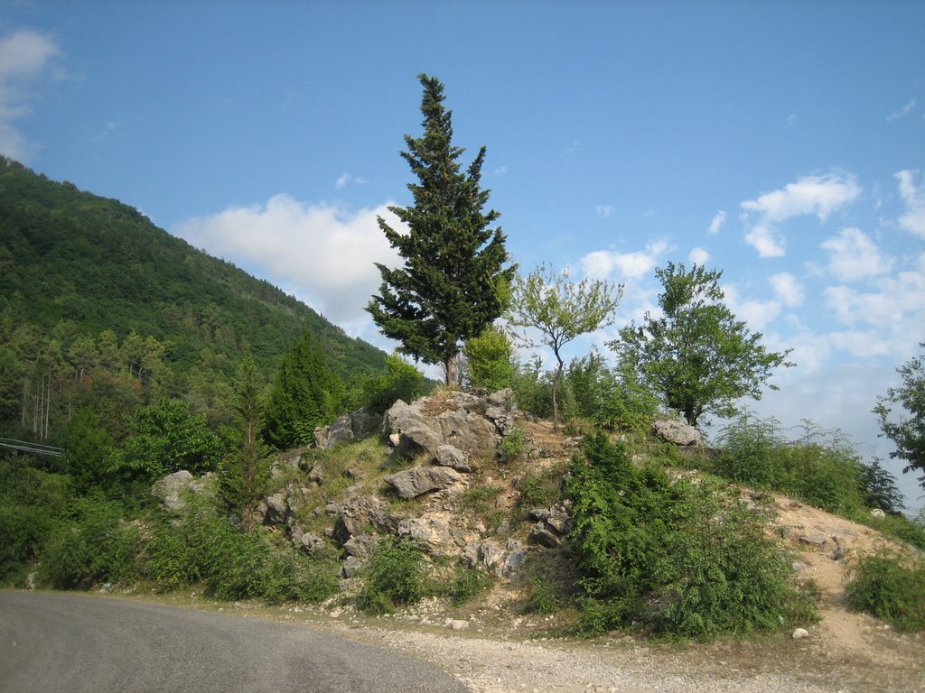 Rigertail spruce (Ель)