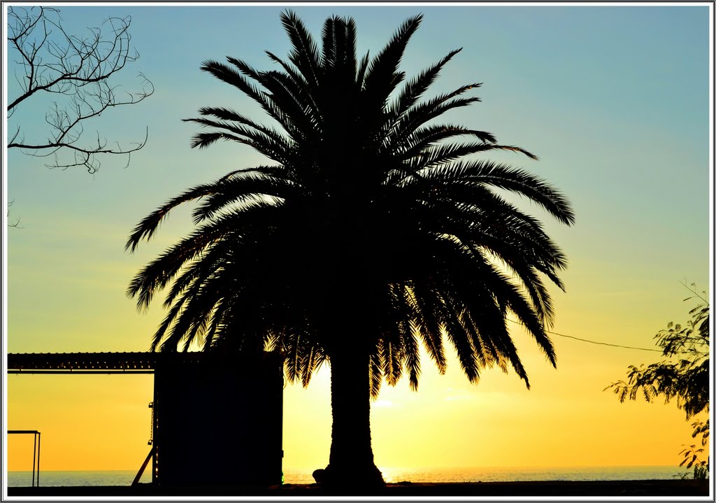 The palm tree silhouette. Autumnal evening in the Gagra.