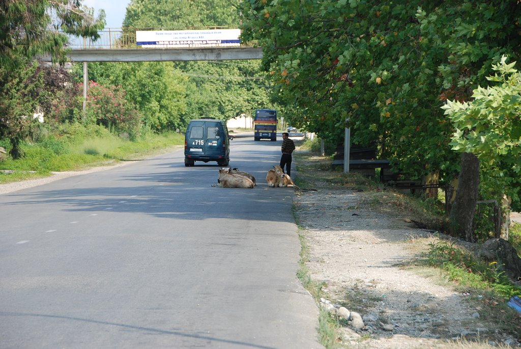 Корова на дороге