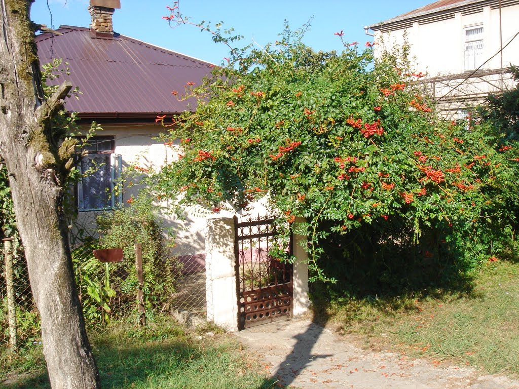Гудаута