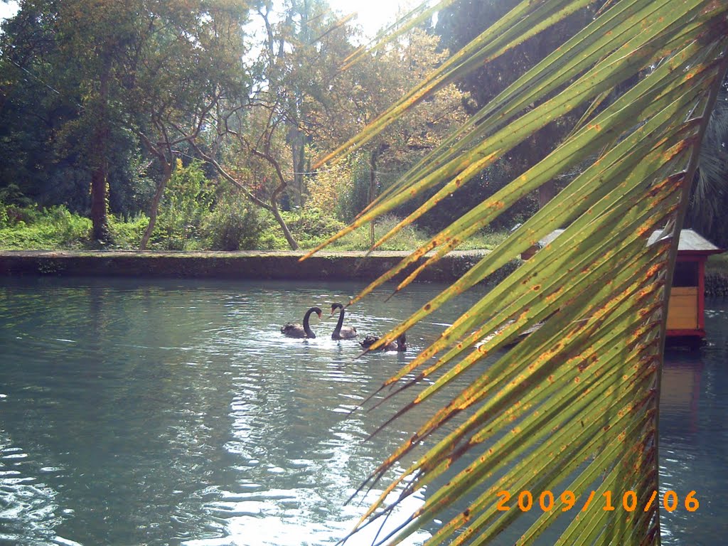 Black Swans in New Athos