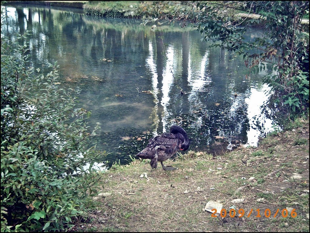Black swan in Novy Afon