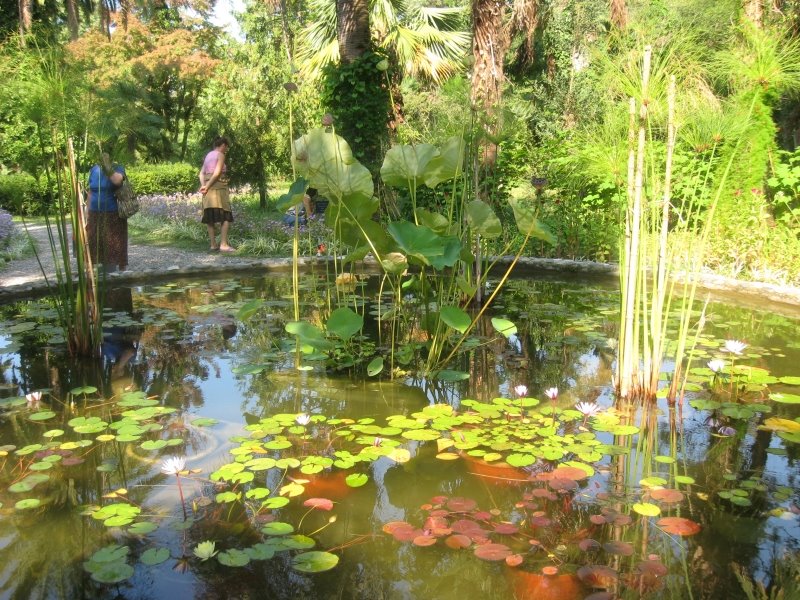 soxumis botanikuri bagi (2009)