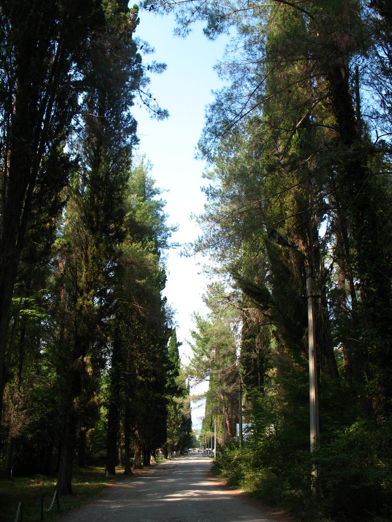 Парк в Пицунде