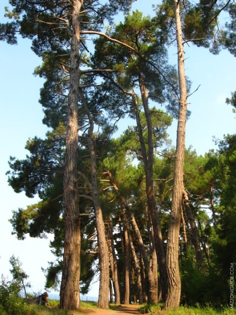 Роща Пицундской сосны | Pinus pityusa grove