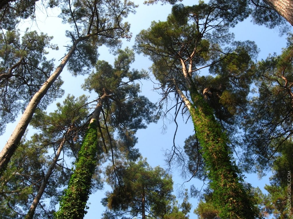 Роща пицундской сосны | Pinus pityusa grove