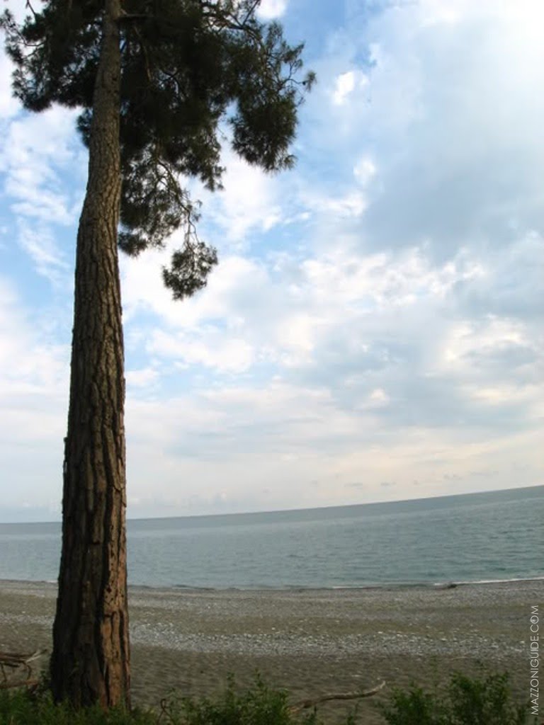 Пицундская сосна (Pinus pityusa)