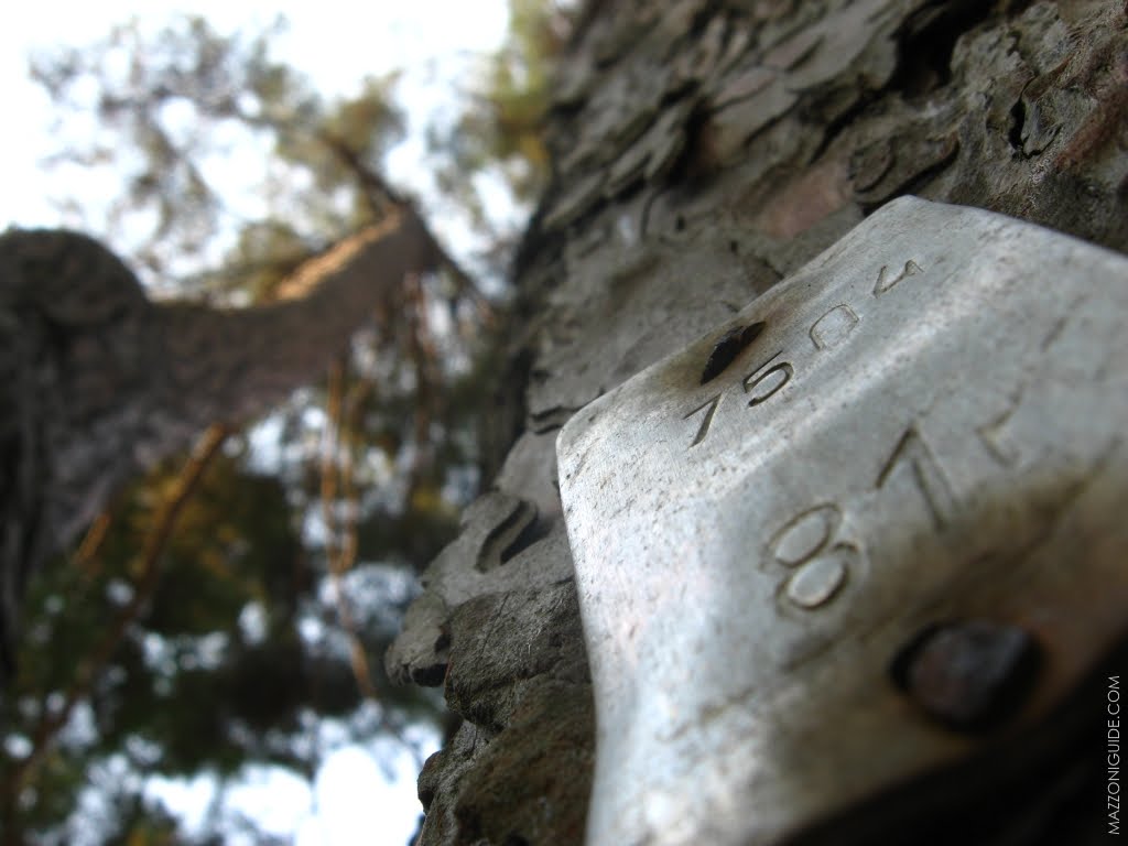 Маркированная Пицундская сосна - Marked Pinus pityusa tree