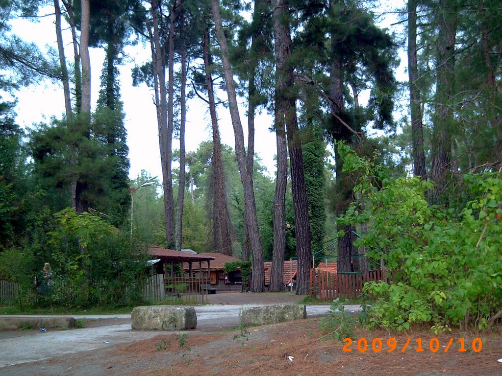 Picunda in a pinewood (october). /Пицунда в сосонвом лесу (октябрь)