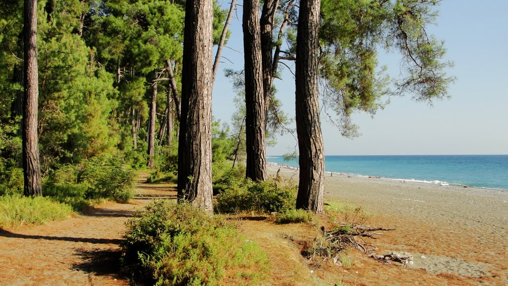 Абхазия. Пицунда.  Море и сосны 7. Abkhazia. Pitsunda. The sea and the pines