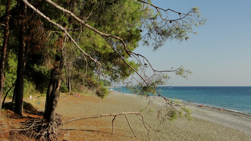 Абхазия. Пицунда.  Море и сосны 9. Abkhazia. Pitsunda. The sea and the pines