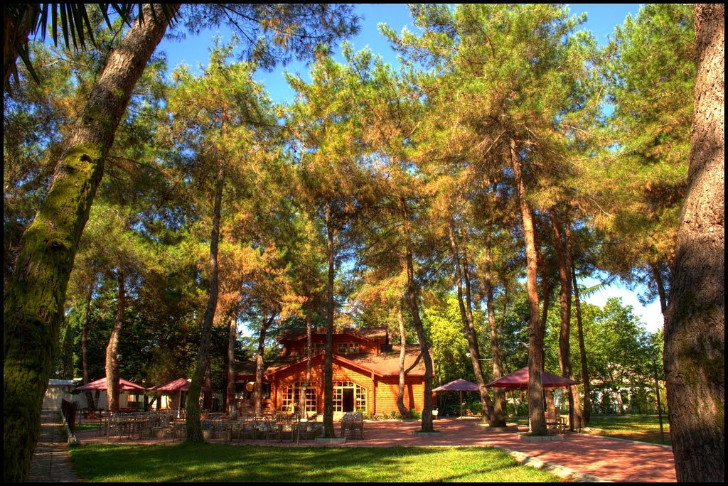 Under the shadow of  pines.