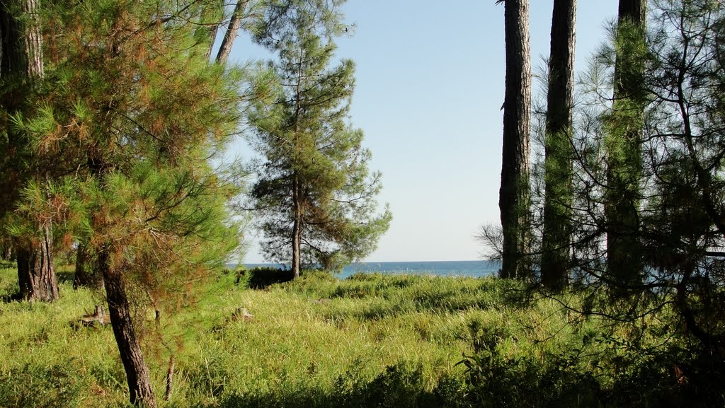 Абхазия. Пицунда. Сосны на берегу моря