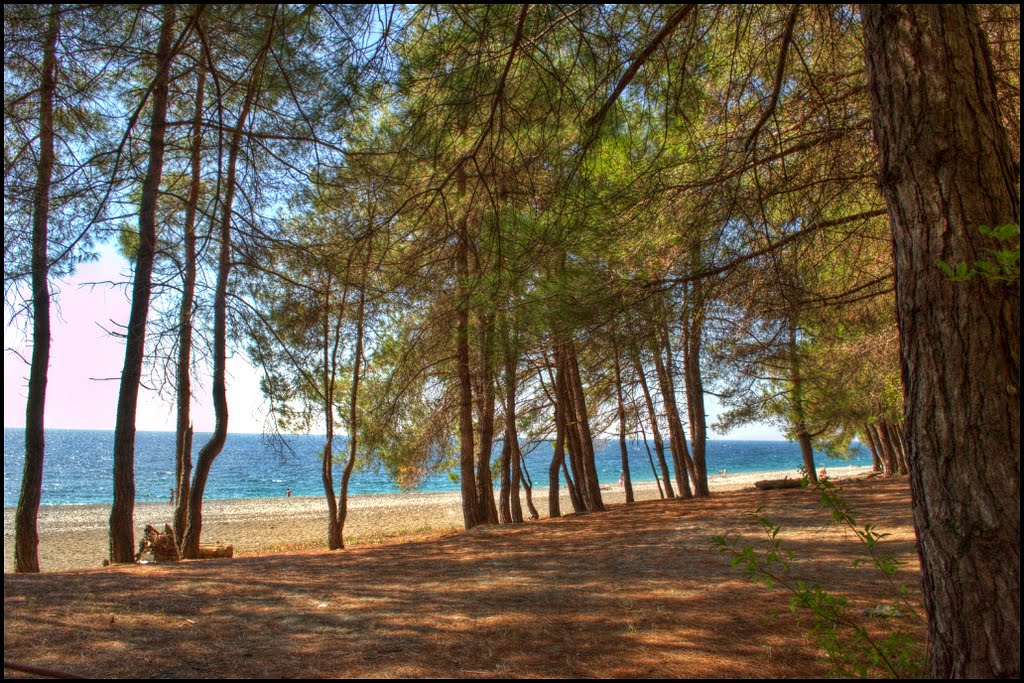Beach under the pine trees.