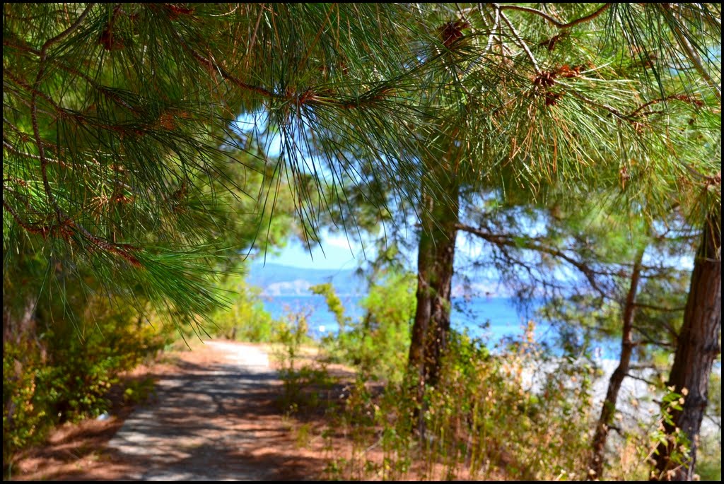 A view through the needle pine on the Pitsunda beaches.