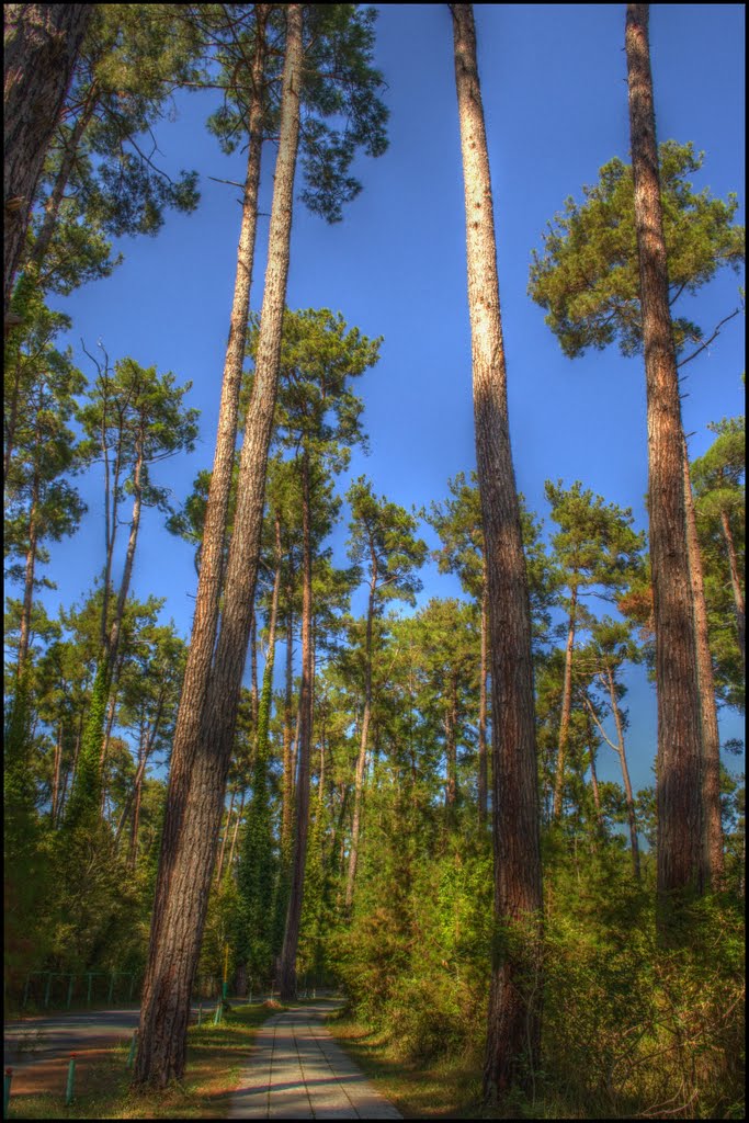 Relict Pitius-pines.