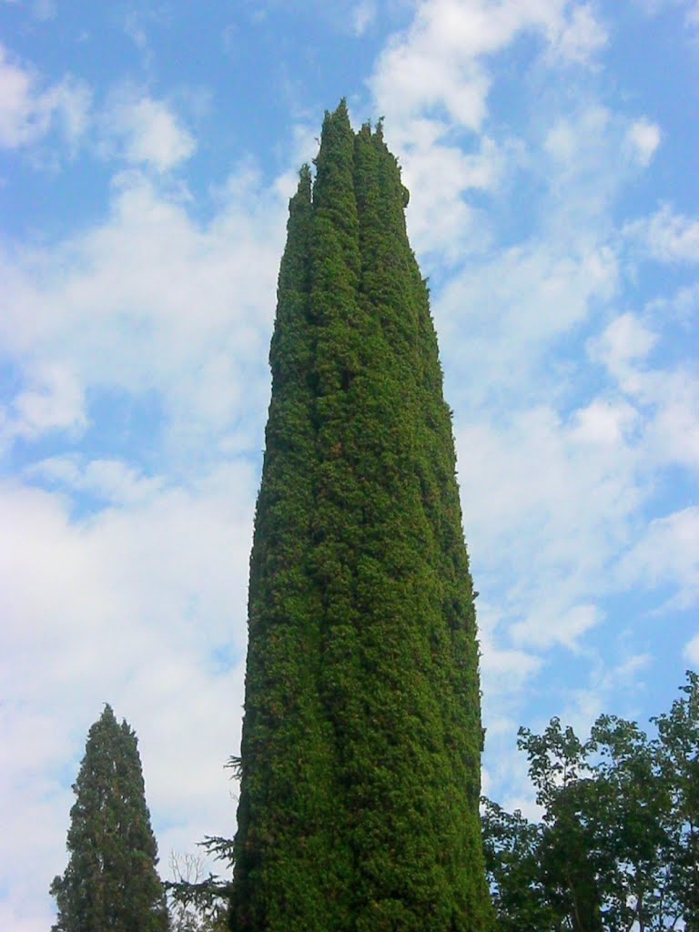 Кипарис
