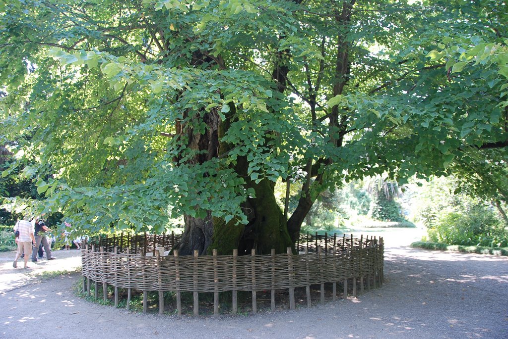 Ботанический сад