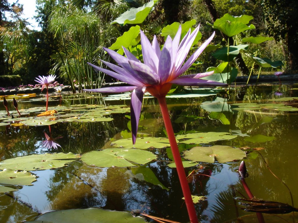 Hortus Batanicus / Аботаникатэ Бахча