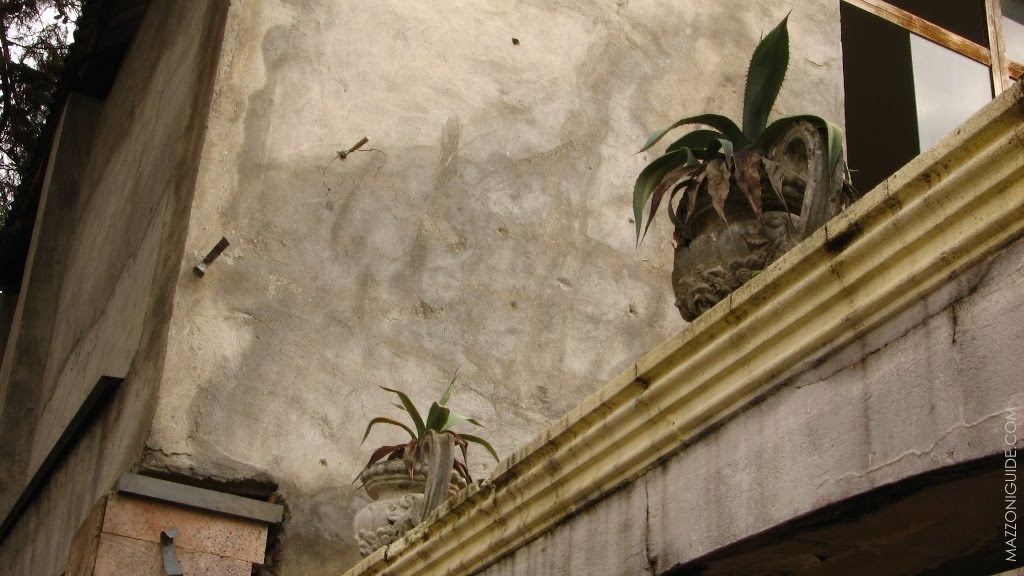 Агавы на улицах Сухума Agaves on streets of Sukhum
